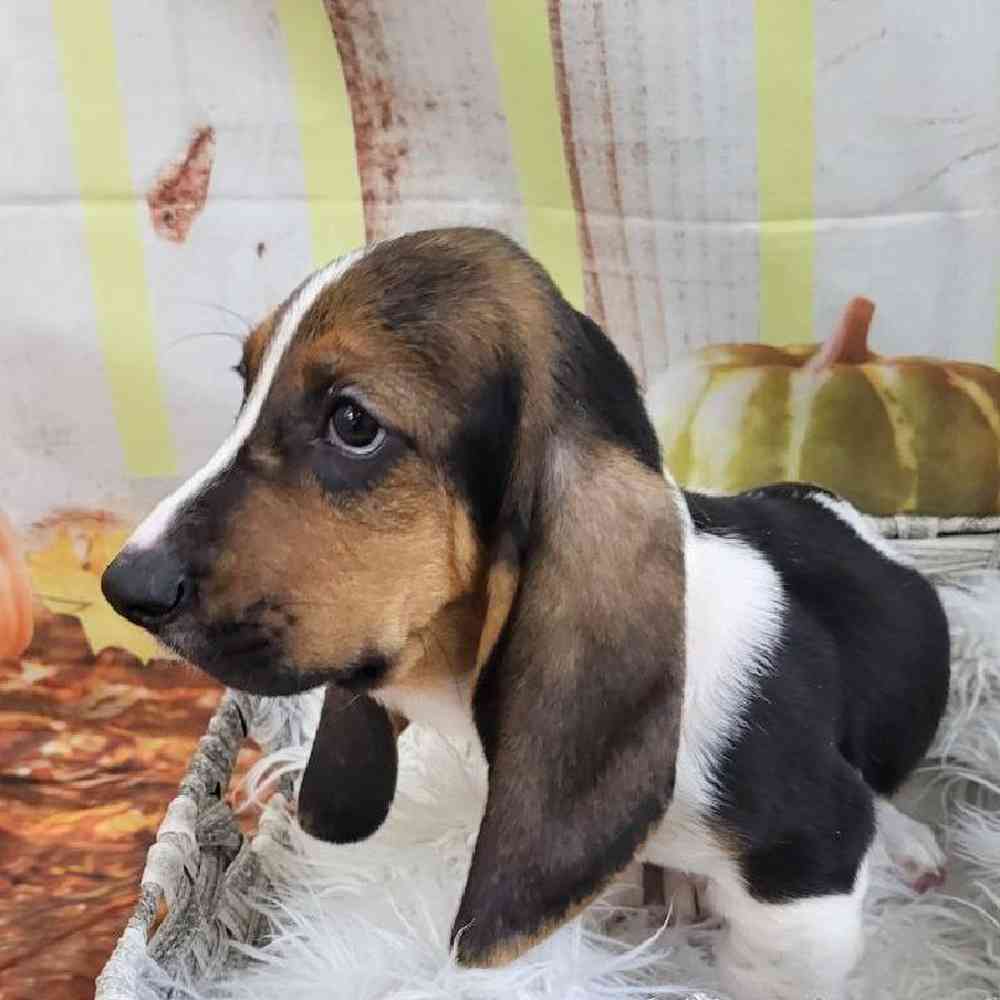 Female Basset Hound Puppy for Sale in Monroeville, PA