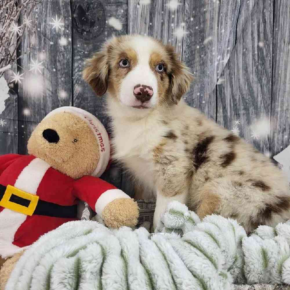 Male Australian Shepherd Puppy for Sale in Monroeville, PA