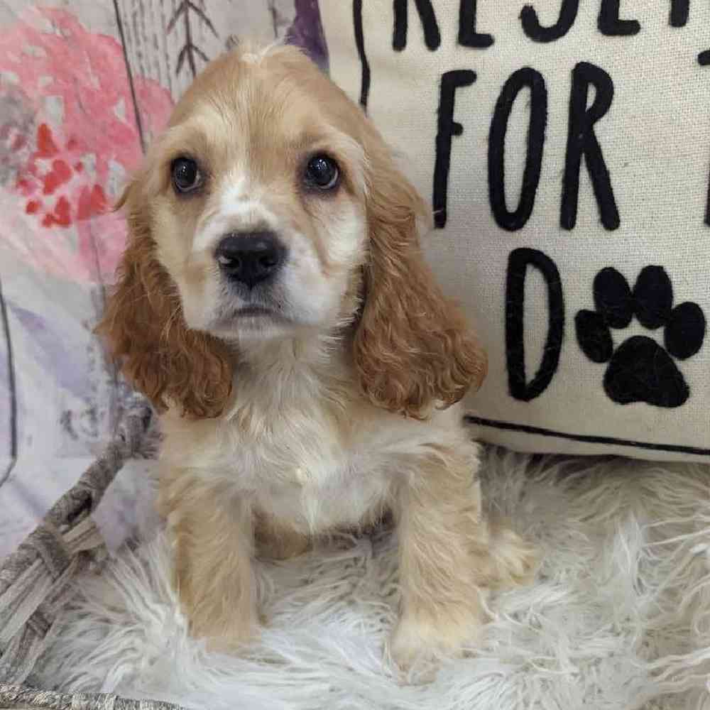 Female Cocker Spaniel Puppy for Sale in Monroeville, PA