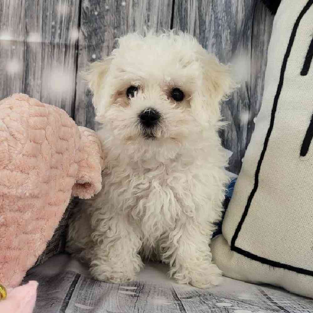 Female Bichon Puppy for Sale in Monroeville, PA