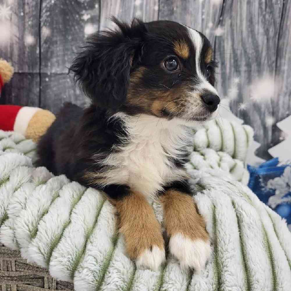 Male Miniature Australian Shepherd Puppy for Sale in Monroeville, PA