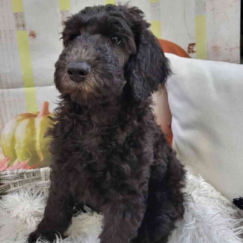 Male Standard Poodle Puppy for Sale in Monroeville, PA