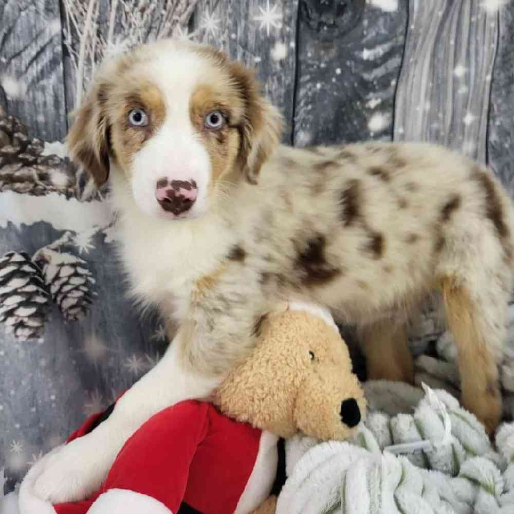 Male Australian Shepherd Puppy for Sale in Monroeville, PA