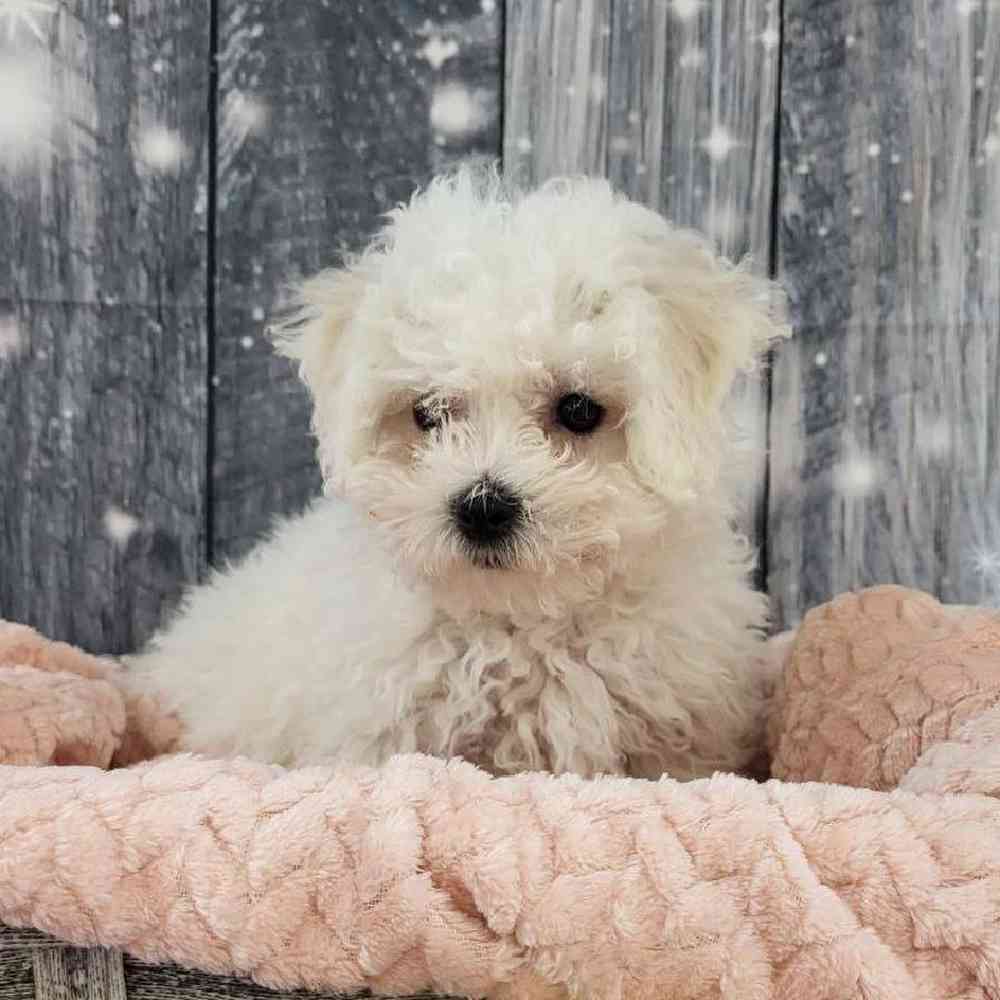 Female Bichon Puppy for Sale in Monroeville, PA