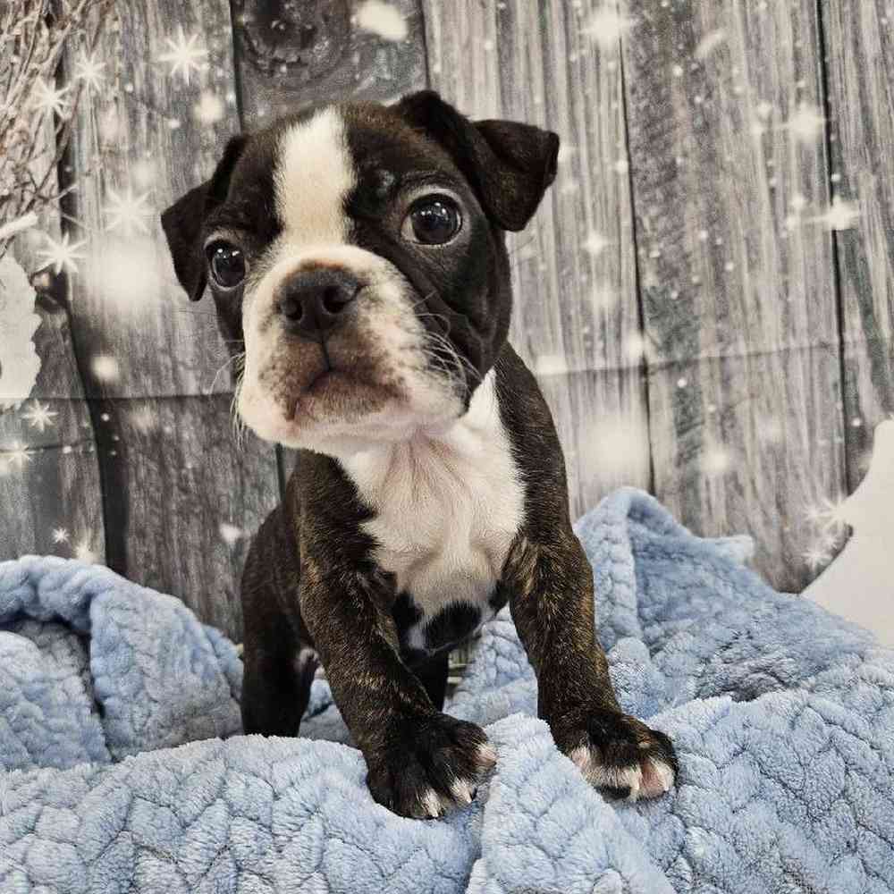 Male Boston Terrier Puppy for Sale in Monroeville, PA