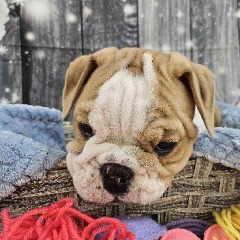 Male English Bulldog Puppy for Sale in Monroeville, PA