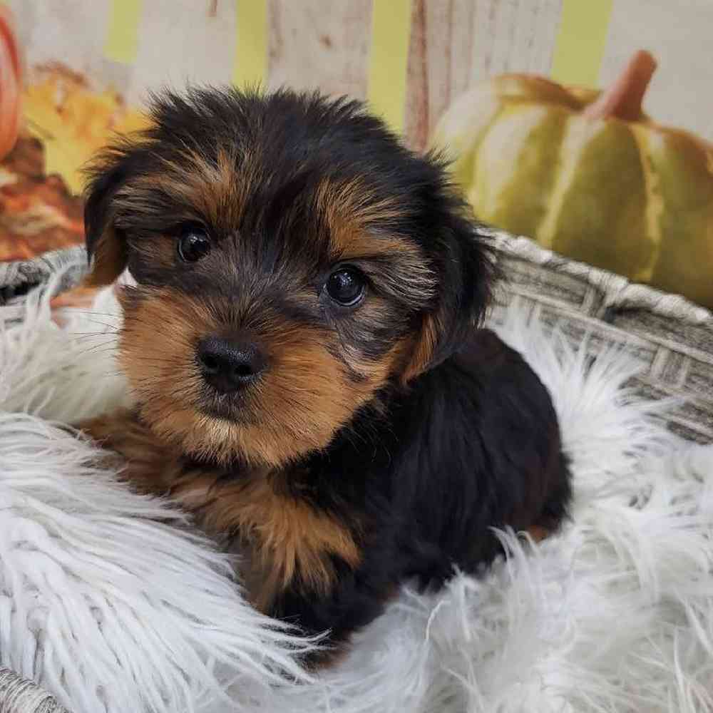 Male Yorkie Puppy for Sale in Monroeville, PA