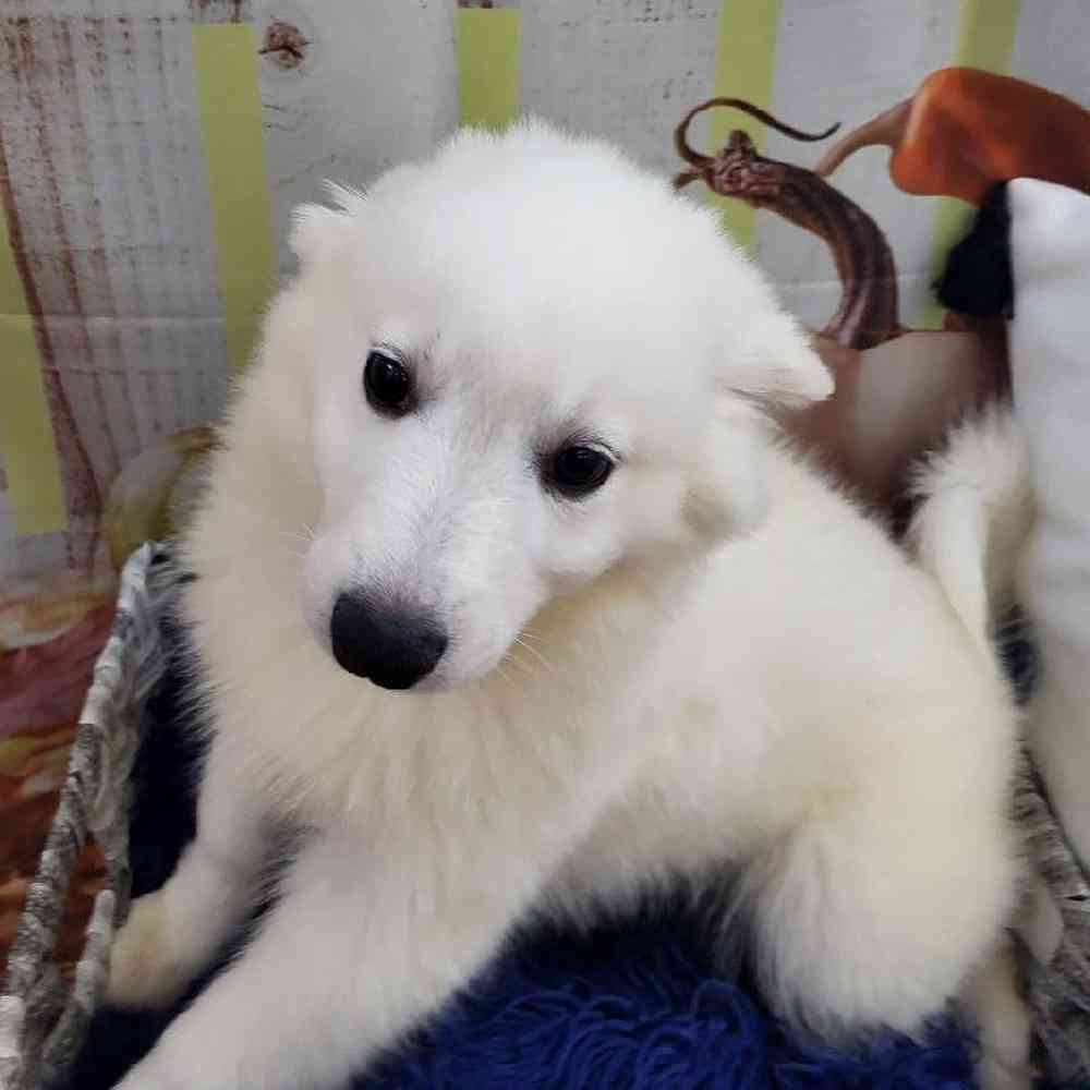 Male American Eskimo Puppy for Sale in Monroeville, PA