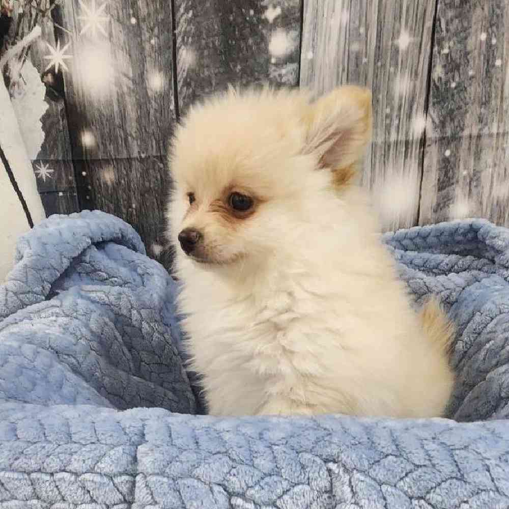 Male Pomeranian Puppy for Sale in Monroeville, PA