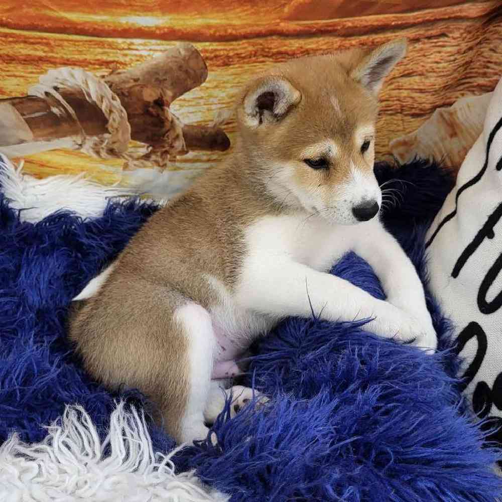 Male Shiba Inu Puppy for Sale in Monroeville, PA