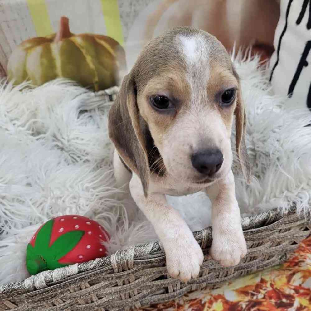 Female Beagle Puppy for Sale in Monroeville, PA