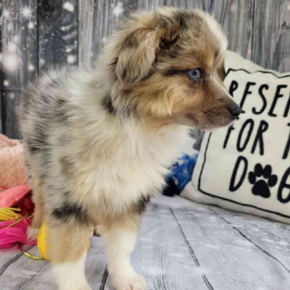 Female Miniature Australian Shepherd Puppy for Sale in Monroeville, PA