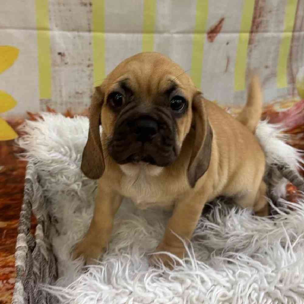 Male Puggle Puppy for Sale in Monroeville, PA