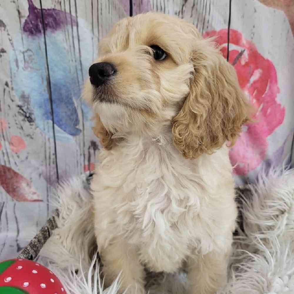 Male Cockapoo Puppy for Sale in Monroeville, PA