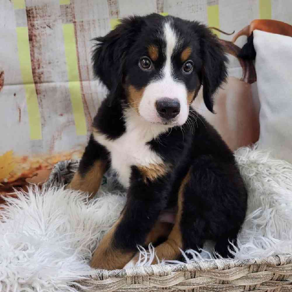 Male Bernese Mountain Dog Puppy for Sale in Monroeville, PA