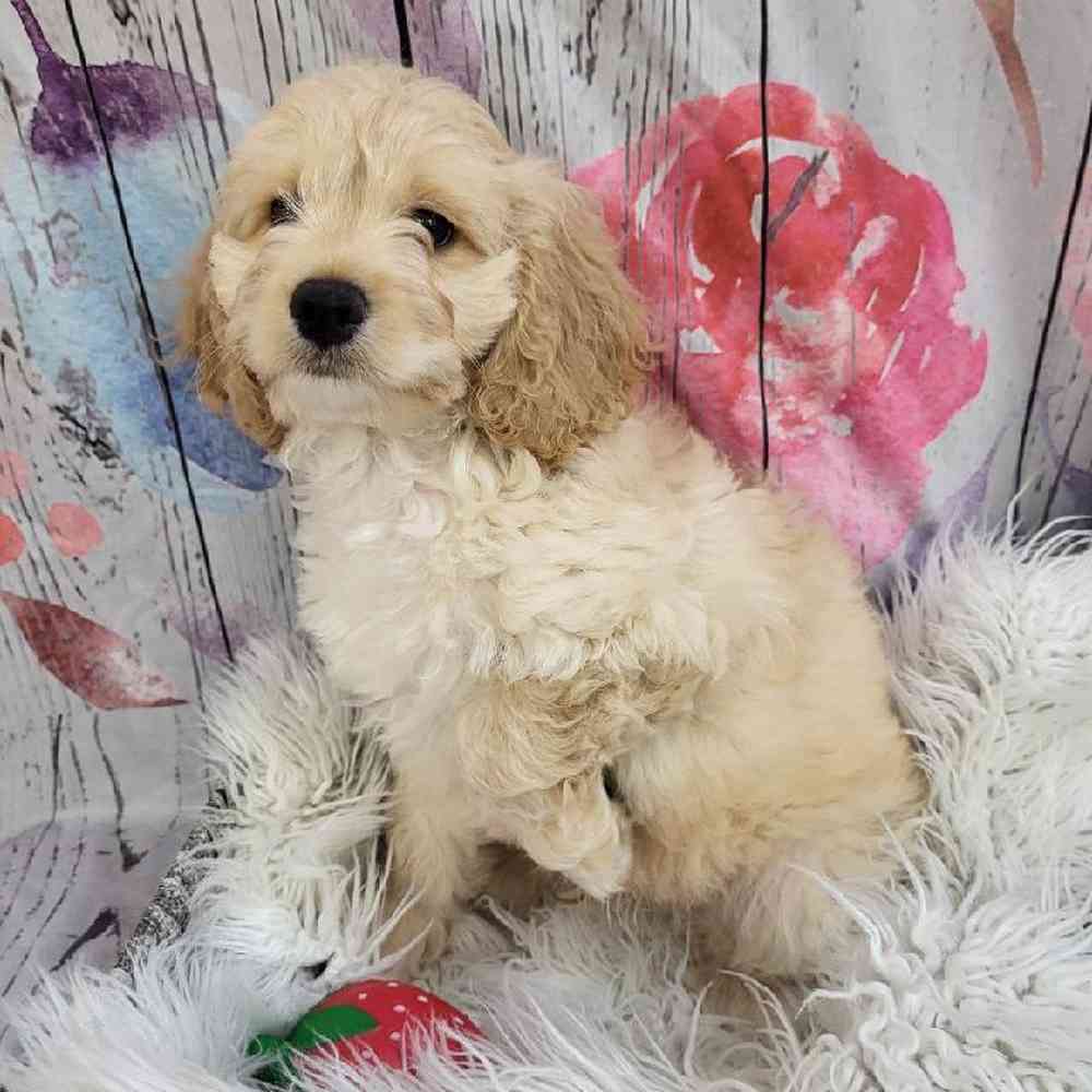 Male Cockapoo Puppy for Sale in Monroeville, PA