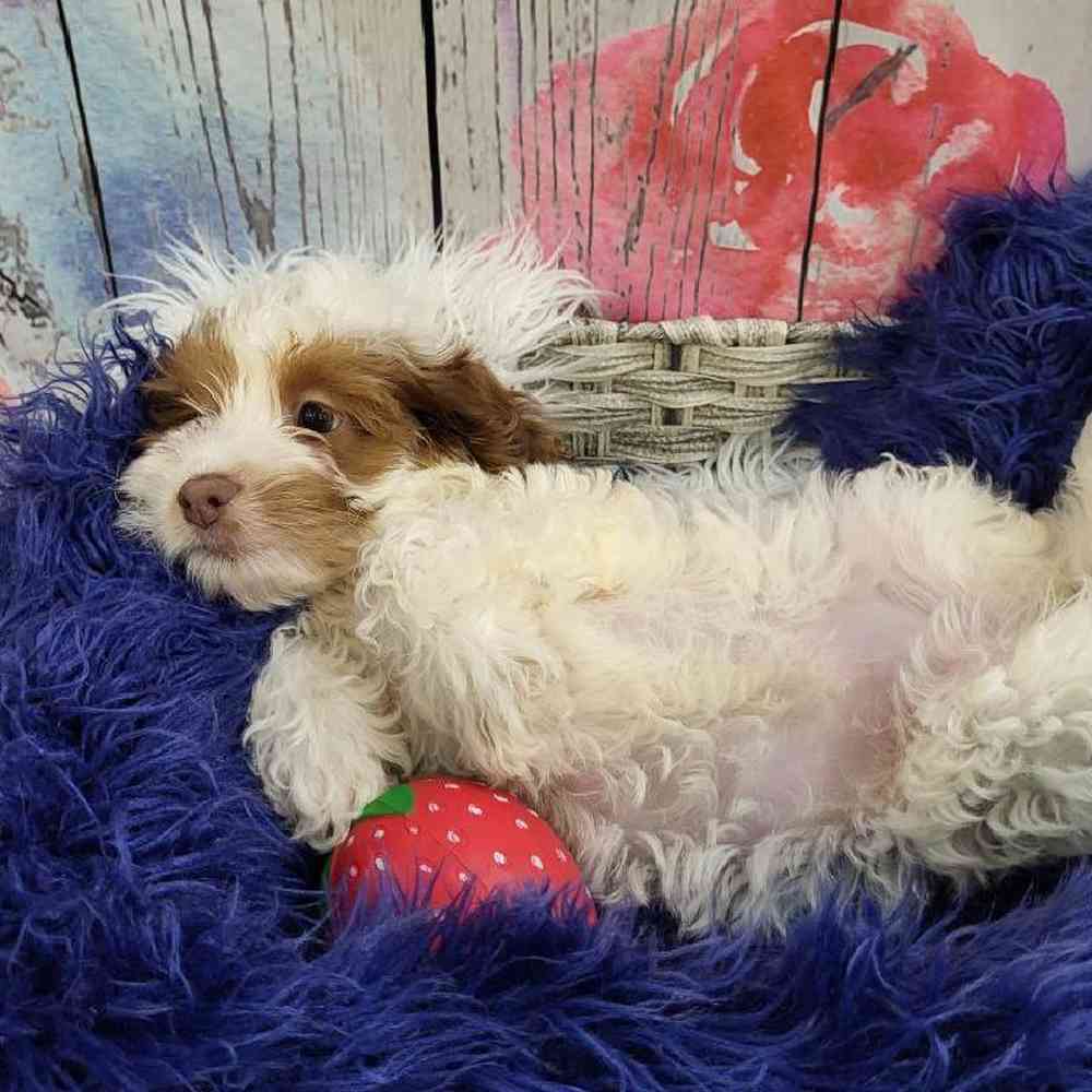 Female Cockapoo Puppy for Sale in Monroeville, PA