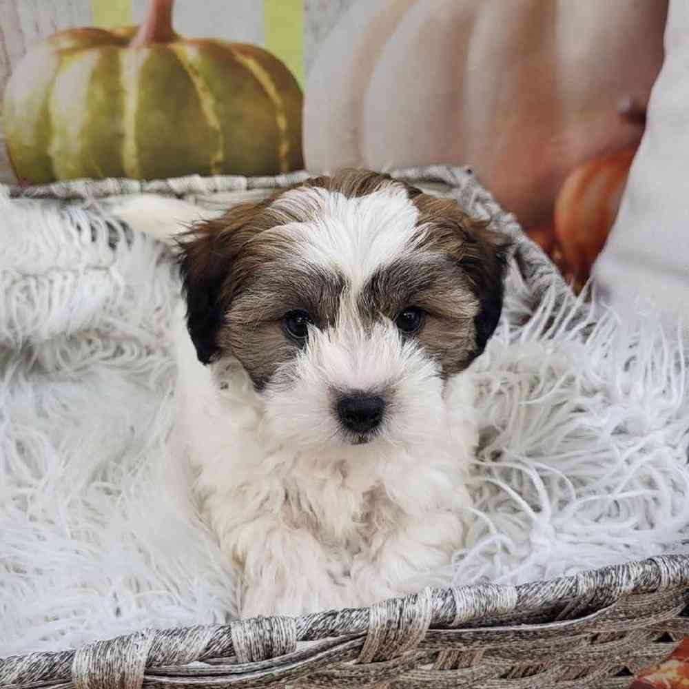 Male Shipoo Puppy for Sale in Monroeville, PA