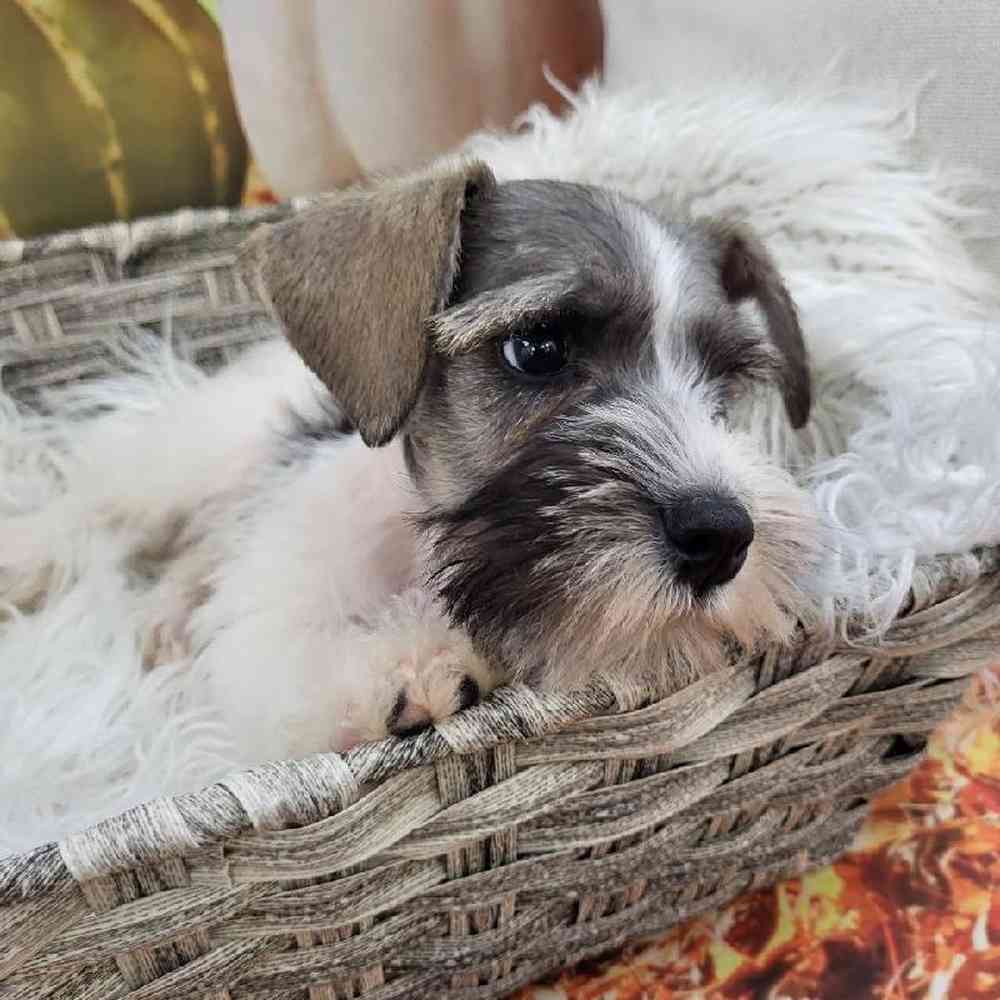 Male Mini Schnauzer Puppy for Sale in Monroeville, PA