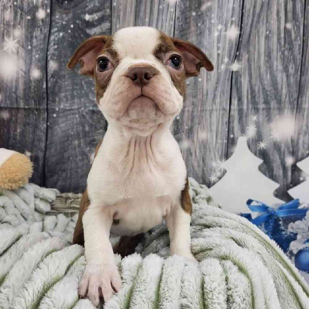 Female Boston Terrier Puppy for Sale in Monroeville, PA