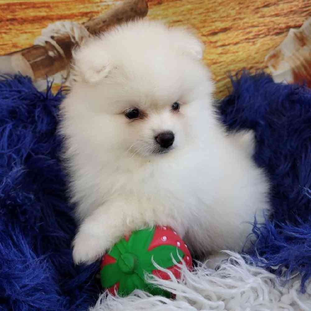 Male Pomeranian Puppy for Sale in Monroeville, PA