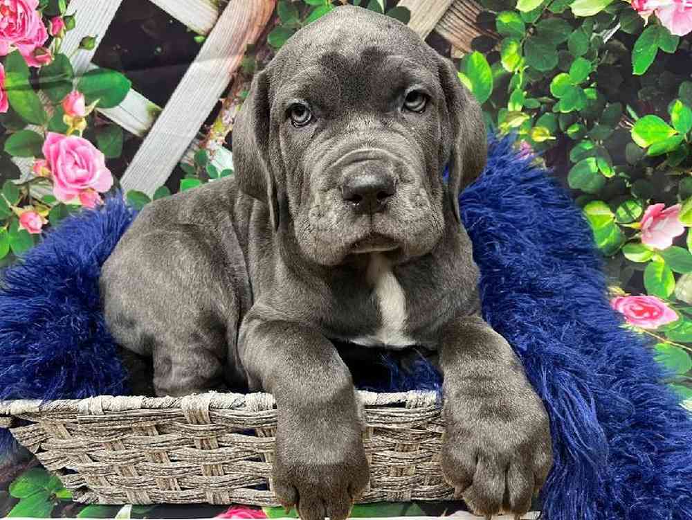 Male Neapolitan Mastiff Puppy for Sale in Pittsburgh, PA