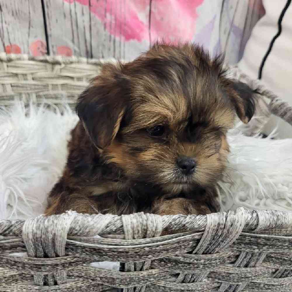 Male Shorkie Puppy for Sale in Monroeville, PA