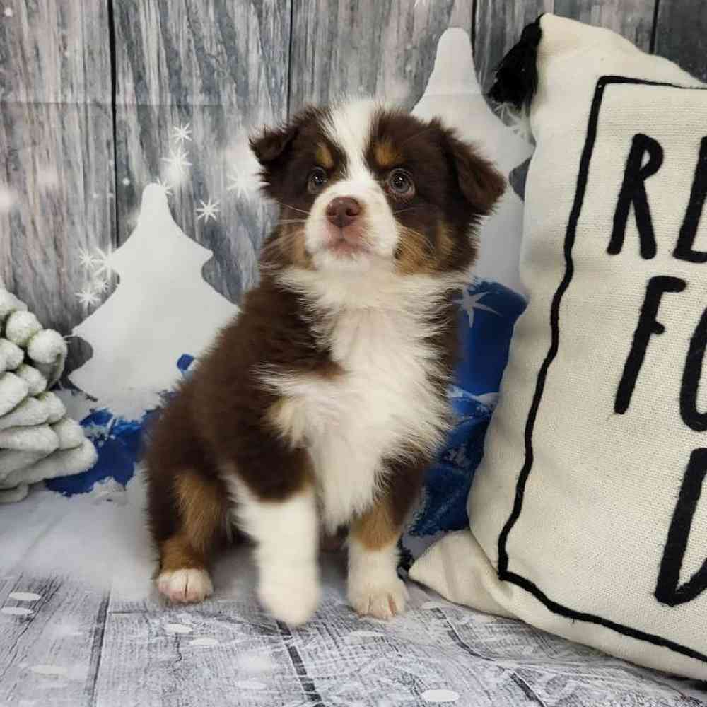 Male Toy Australian Shepherd Puppy for Sale in Monroeville, PA