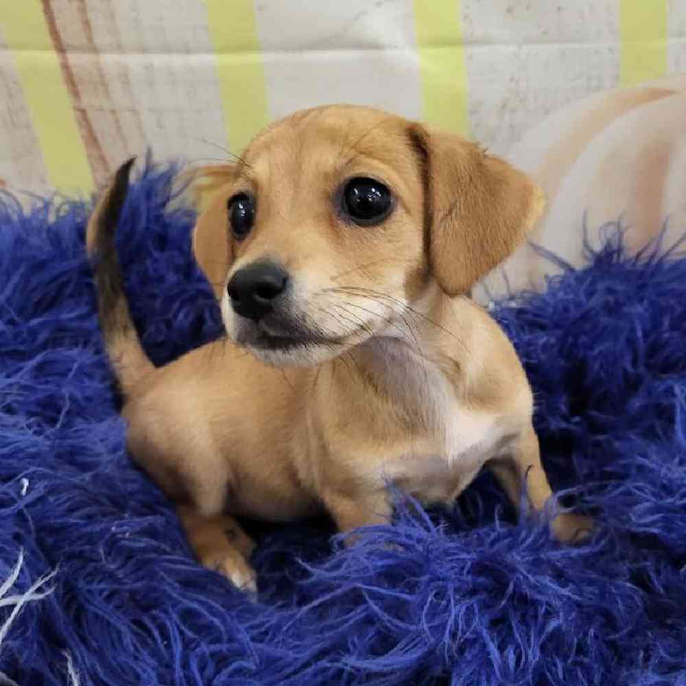 Female Chiweenie Puppy for Sale in Monroeville, PA