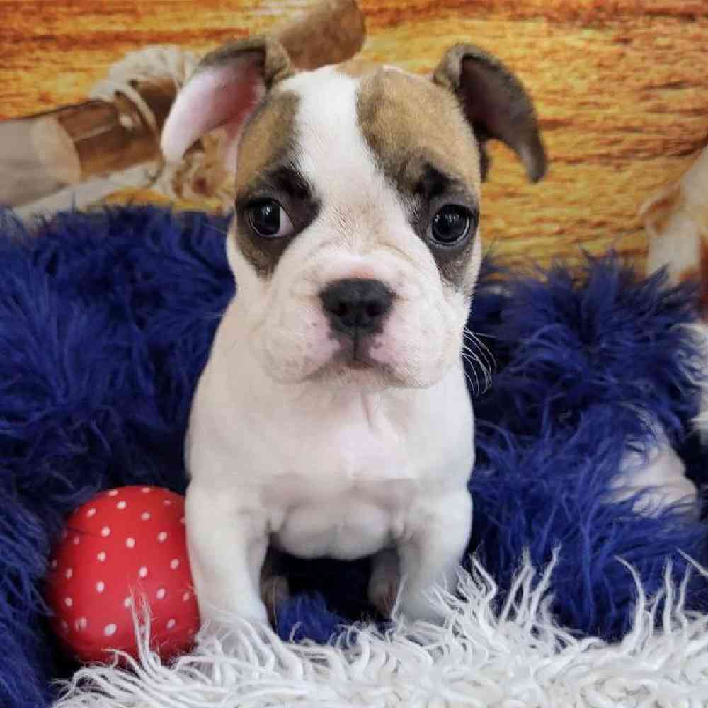 Female French Bulldog Puppy for Sale in Monroeville, PA