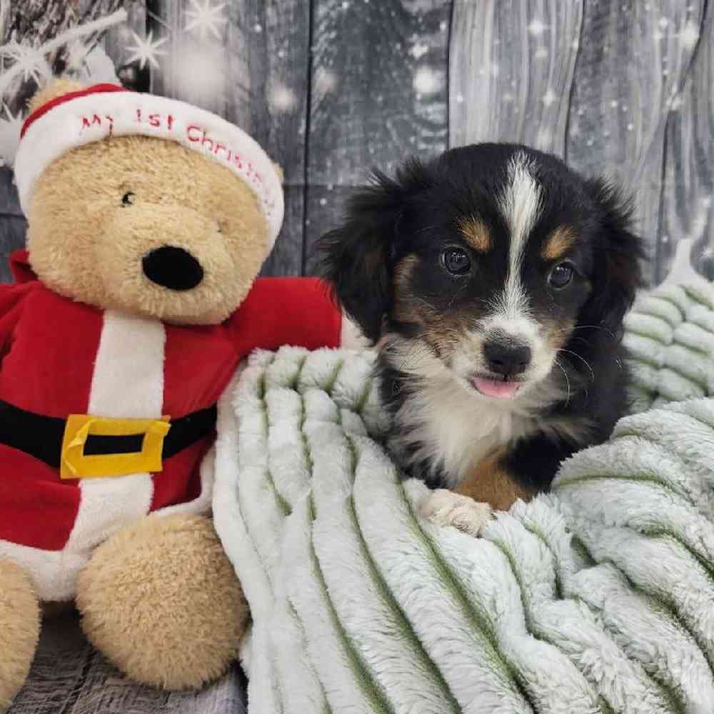 Male Miniature Australian Shepherd Puppy for Sale in Monroeville, PA