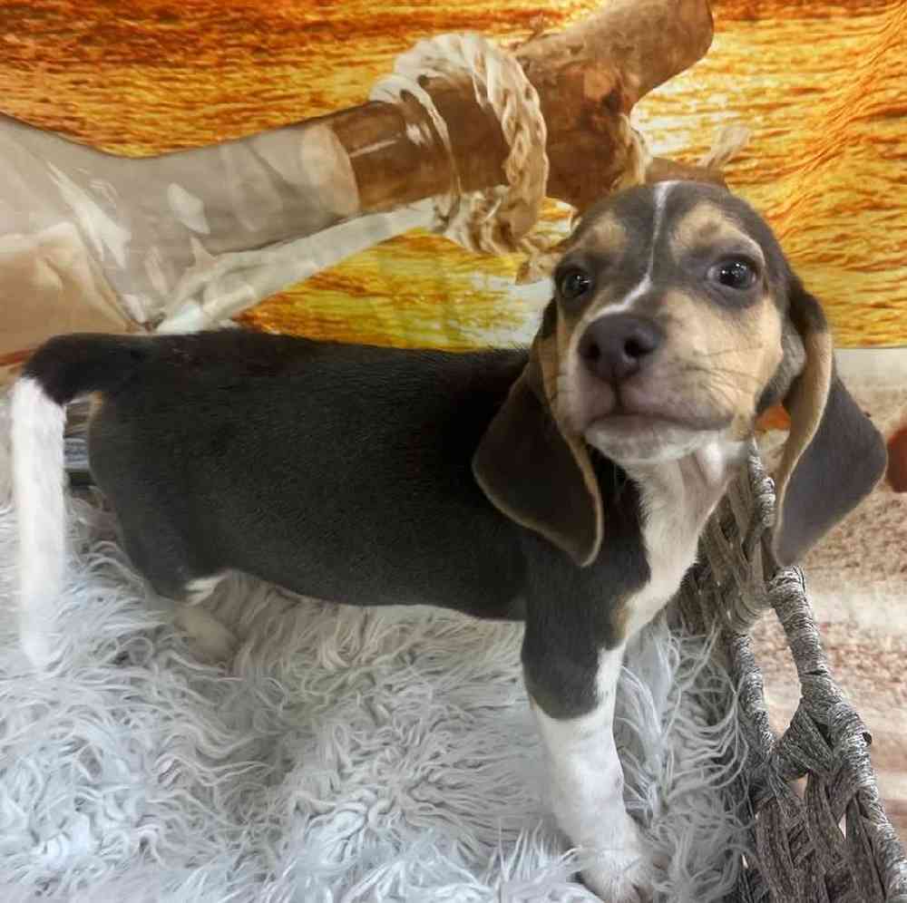 Male Beagle Puppy for Sale in Monroeville, PA