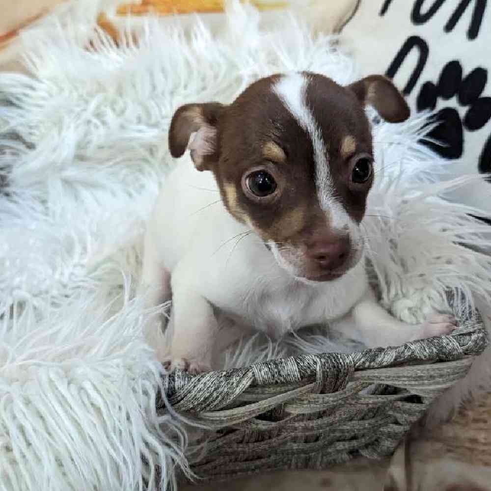 Male Chihuahua Puppy for Sale in Monroeville, PA