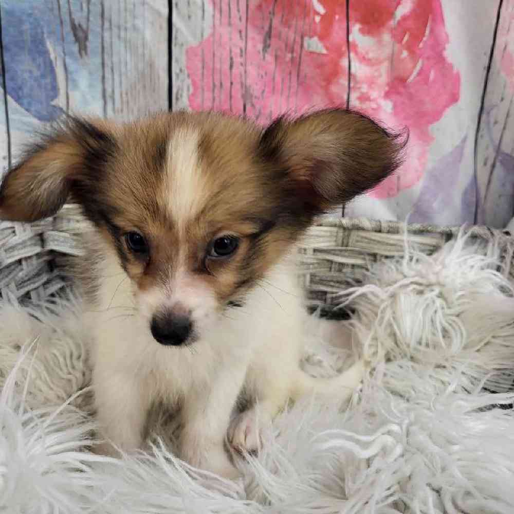 Male Papillon Puppy for Sale in Monroeville, PA