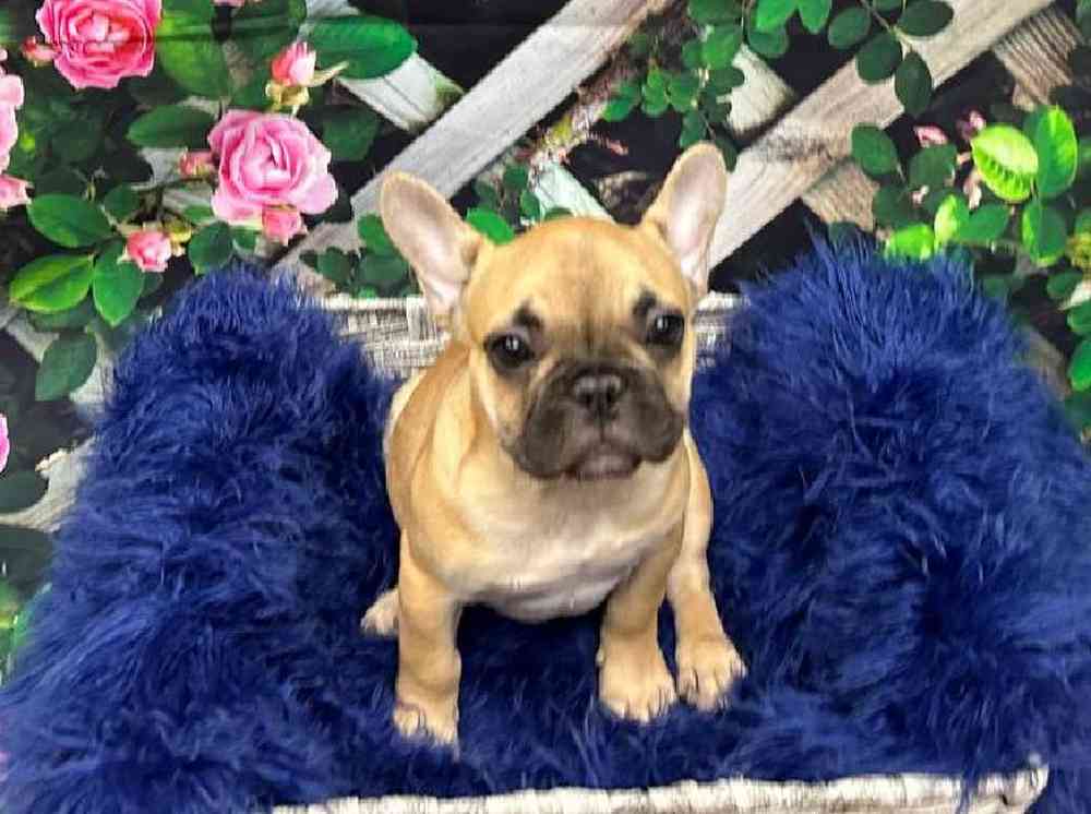 Female French Bulldog Puppy for Sale in Pittsburgh, PA