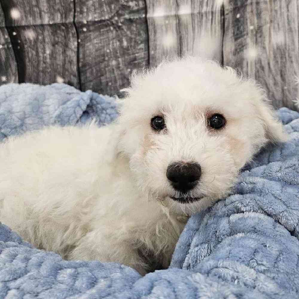 Male Bichon Puppy for Sale in Monroeville, PA