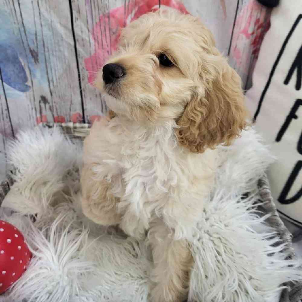 Male Cockapoo Puppy for Sale in Monroeville, PA