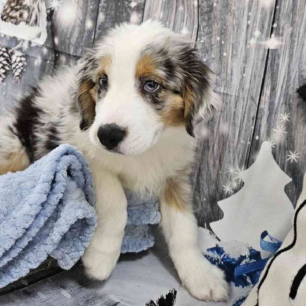 Male Australian Shepherd Puppy for Sale in Monroeville, PA