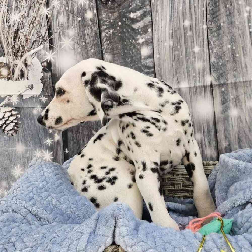 Male Dalmatian Puppy for Sale in Monroeville, PA