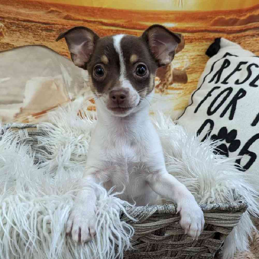 Male Chihuahua Puppy for Sale in Monroeville, PA