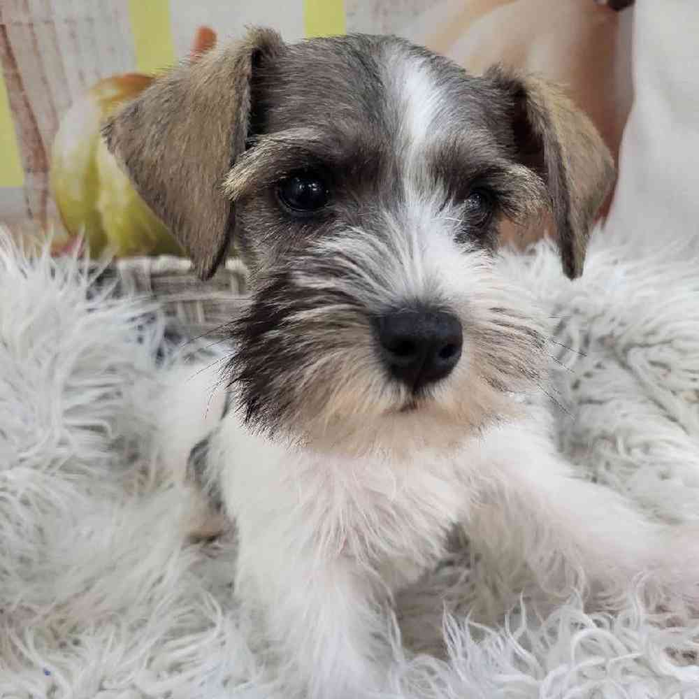 Male Mini Schnauzer Puppy for Sale in Monroeville, PA