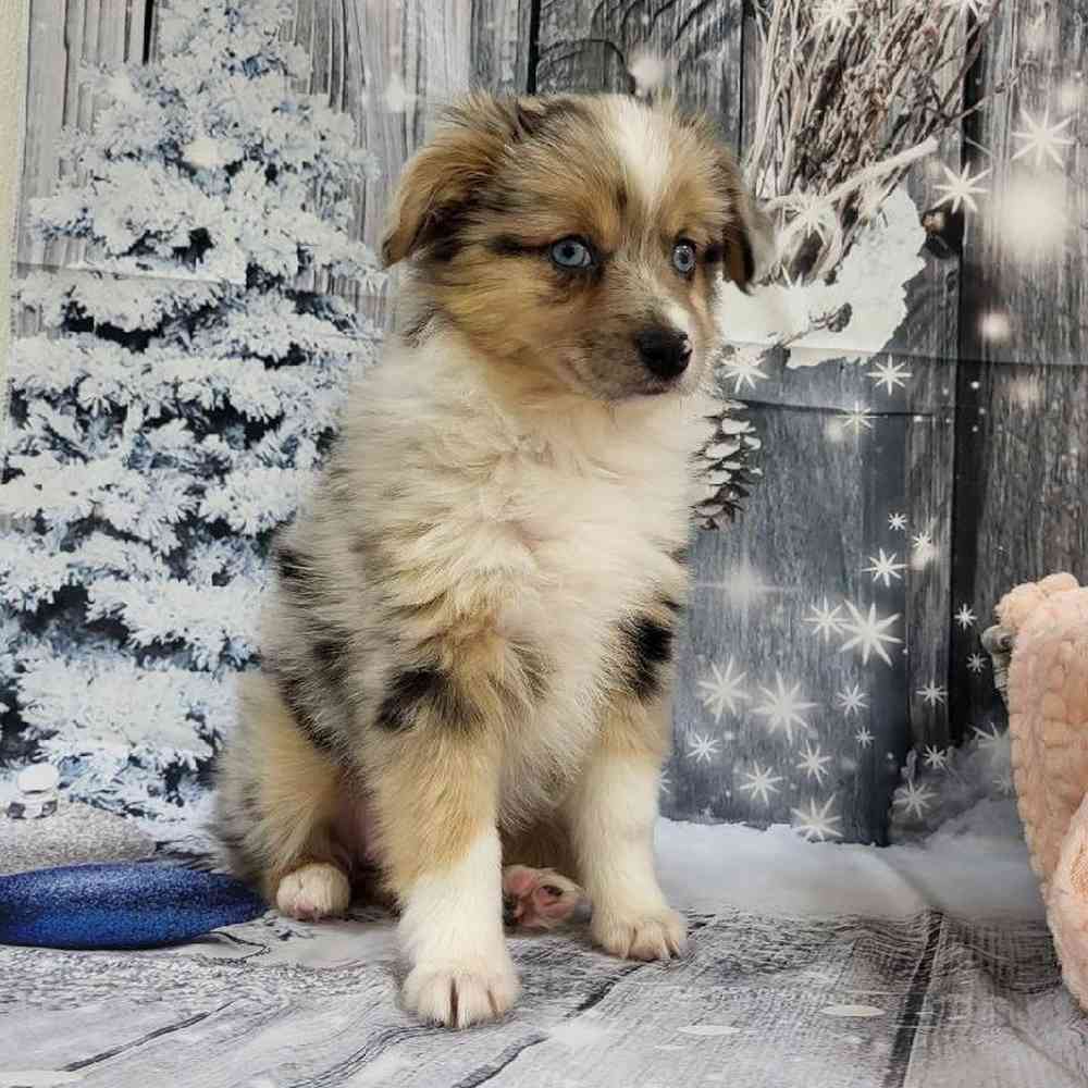 Female Miniature Australian Shepherd Puppy for Sale in Monroeville, PA