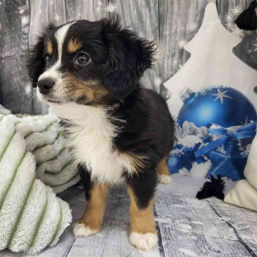 Male Miniature Australian Shepherd Puppy for Sale in Monroeville, PA