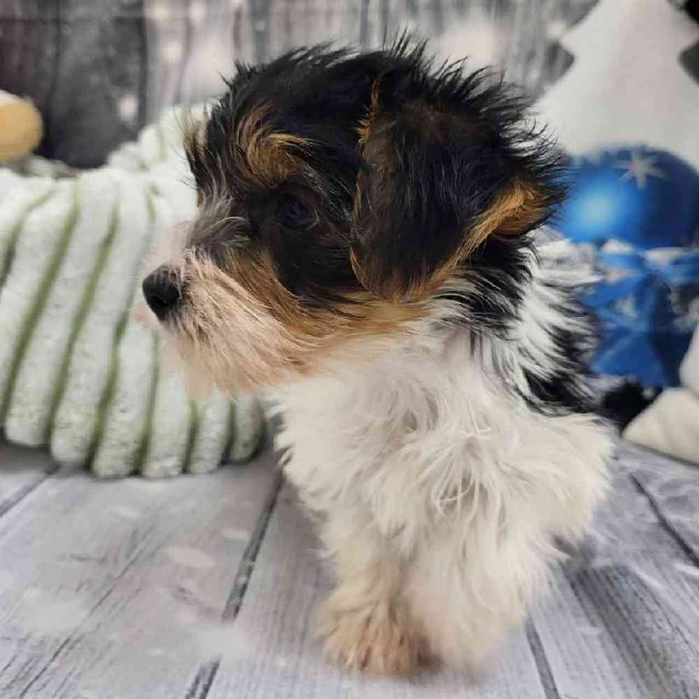 Male Yorkie Puppy for Sale in Monroeville, PA