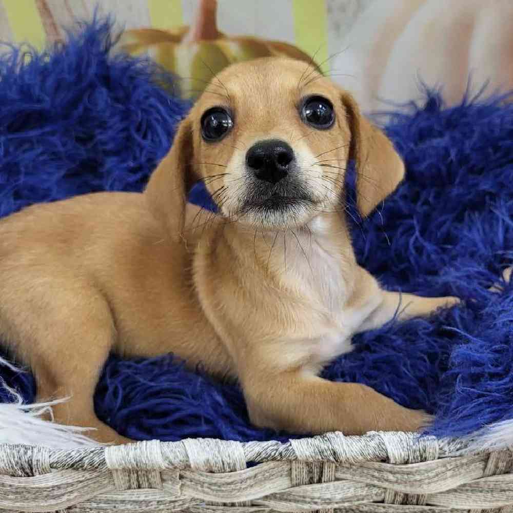 Female Chiweenie Puppy for Sale in Monroeville, PA