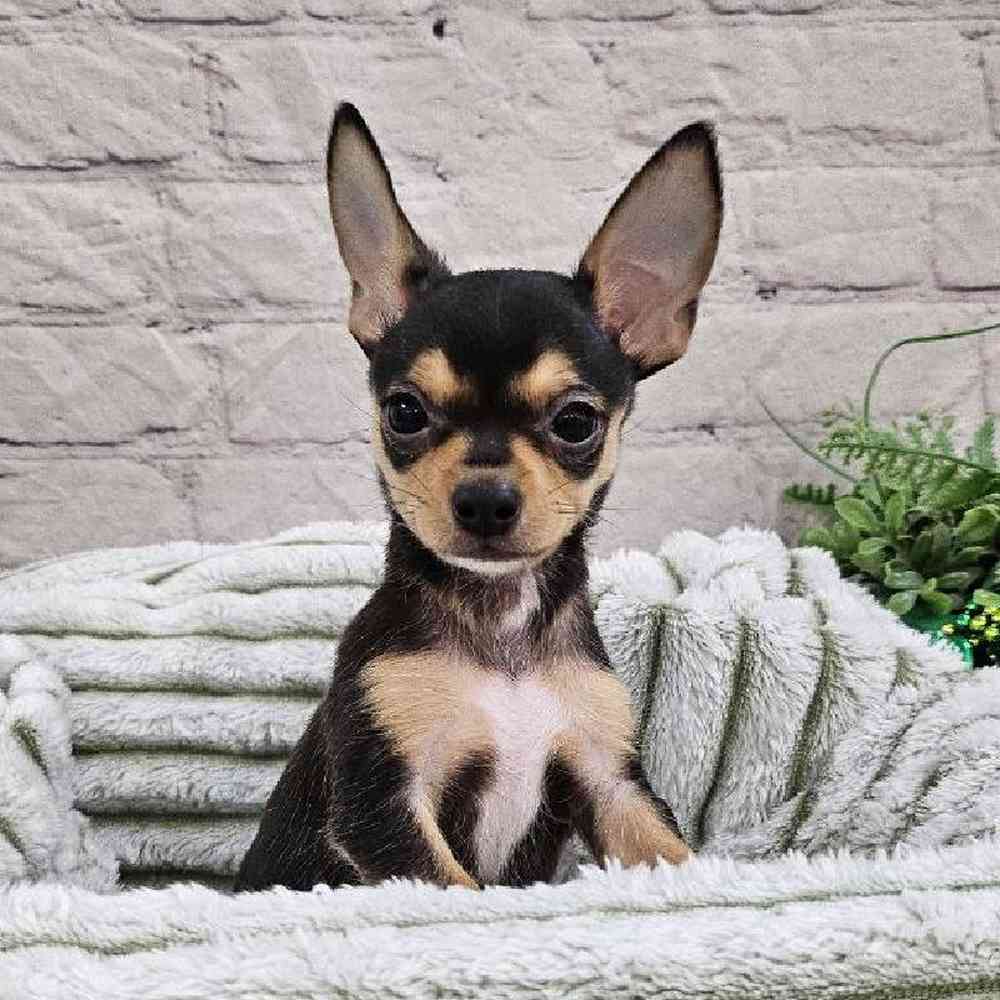 Female Chihuahua Puppy for Sale in Monroeville, PA