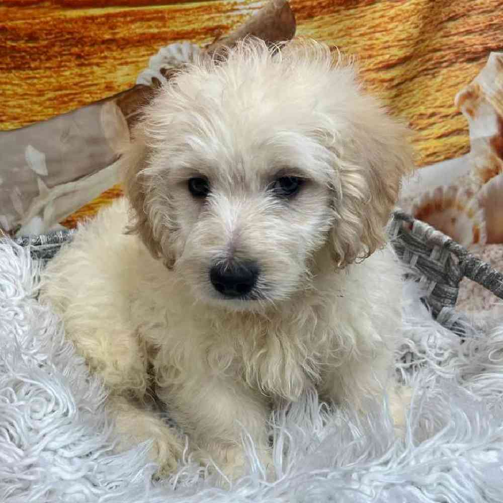 Male Maltipoo Puppy for Sale in Monroeville, PA