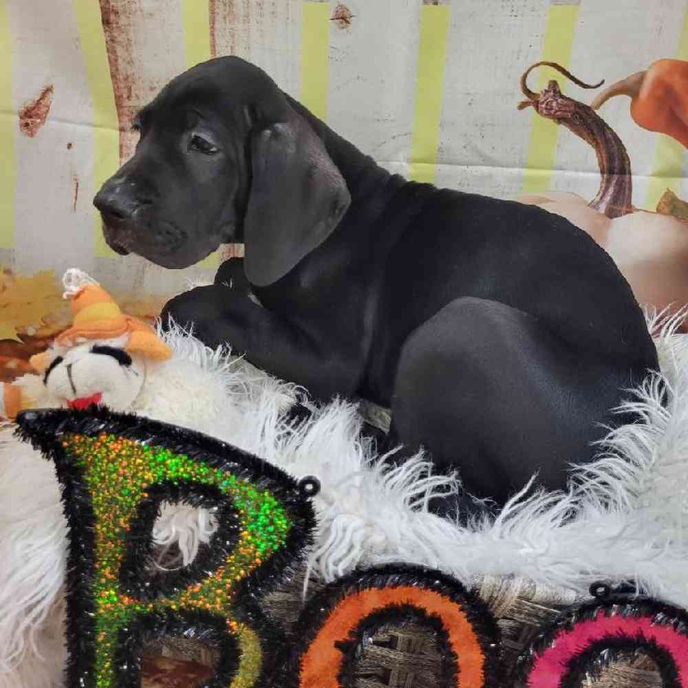 Female Great Dane Puppy for Sale in Monroeville, PA