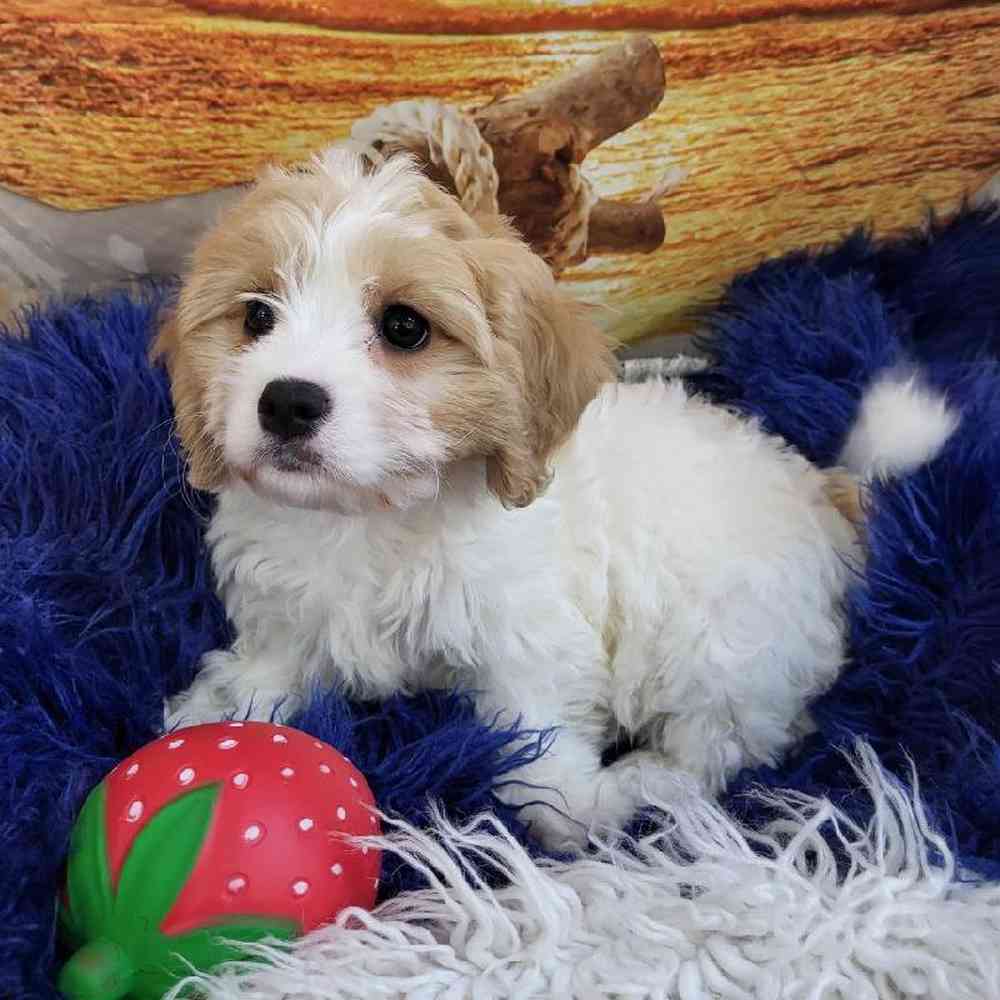 Female Cavachon Puppy for Sale in Monroeville, PA