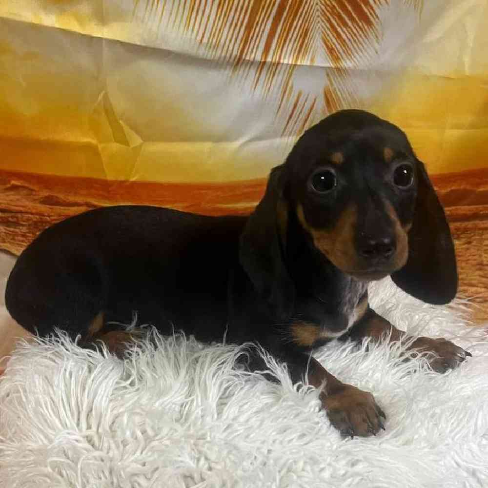 Female Dachshund Puppy for Sale in Monroeville, PA